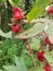 Rosella flowers among the bushes