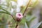 Rosella, Jamaican Sorel, Roselle, Rozelle, Sorrel, Red Sorrel, Kharkade, Karkade, Vinuela or Cabitutu flower bud with sunlight.