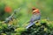 Rosella parakeet is perched on a bush. This bird, with the scientific name Platycercus sp, is a favorite food of fresh, ripe seeds