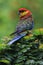 Rosella parakeet is perched on a bush. This bird, with the scientific name Platycercus sp, is a favorite food of fresh, ripe seeds