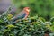 Rosella parakeet is perched on a bush. This bird, with the scientific name Platycercus sp, is a favorite food of fresh, ripe seeds