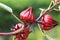 Roselle flowers