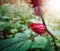 Roselle fruit in the garden