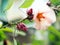 Roselle fruit plant with flower