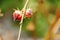 Roselle fruits