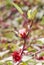 The roselle (Hibiscus sabdariffa)