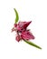 Roselle hibiscus on white background