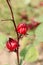 Roselle plant