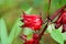 Roselle Red on the tree