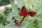 Roselle\\\'s fruit and blur leaves.
