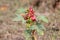 Roselle seed packet blooming in red color on the green tree