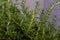 Rosemarry herb in cluster