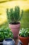 Rosemary and basil herbs in terracotta pots