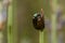 Rosemary Beetle