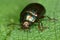 Rosemary beetle (Chrysolina americana)