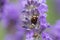 Rosemary Beetle (Chrysolina americana) on lavender