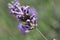 A rosemary beetle sits at a purple lavender flower
