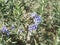 Rosemary blossom, selective focus