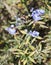 Rosemary blossom, selective focus