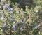 Rosemary blossom, selective focus