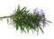 Rosemary branch