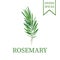 Rosemary branch, green sprig fresh rosemary. Vector illustration.