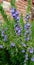 Rosemary bush purple flower and buds multiple stalks closeup vertical