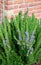 Rosemary bush purple flower and buds multiple stalks overhead view vertical