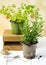 Rosemary and cilantro herb growing in a pot.