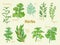 Rosemary, coriander, cilantro, dill, sage, thyme, mint, bay leaf, laurel, basil, parsley.