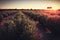 Rosemary crop field at sunset. Rural scene landscape