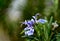 Rosemary flower on a green background