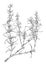 Rosemary flowering twig Salvia rosmarinus botanical drawing