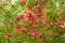 A Rosemary grevillea bush with small red flowers growing in a garden. Grevillea rosmarinifolia. Grevillea rosmarinifolia rosemary