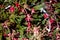 Rosemary Grevillea, Grevillea rosmarinifolia, evergreen ornamental shrub