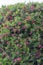 Rosemary Grevillea rosmarinifolia, flowering shrubs