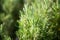Rosemary grows in garden. Homegrown traditional Mediterranean spice