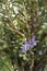 Rosemary herb in bloom