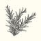 Rosemary herb branch ink sketch isolated. Monochrome food ingredient.