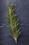 Rosemary herb on dark vintage tile slate