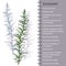 Rosemary herb leaves infographic, vector illustration