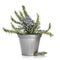 Rosemary Herb Plant