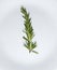 Rosemary herb single sprig