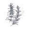 Rosemary. Illustration of garden fragrant herbs. Spice for flavouring food