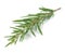 Rosemary isolated