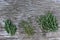 Rosemary, lavender, and thyme fresh herbs bunch on Natural wood background. Top view, flat lay. Healthy eating and alternative