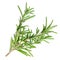 Rosemary organic herb isolated on the white background, macro