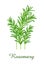 Rosemary plant, food green grasses herbs and plants collection