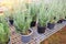 Rosemary plant growing in the garden for extracts essential oil - Fresh rosemary nature herbs in the nursery greenhouse background