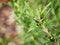 The rosemary plant in my garden